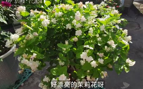 茉莉花 澆水|盆栽茉莉花的养护方法